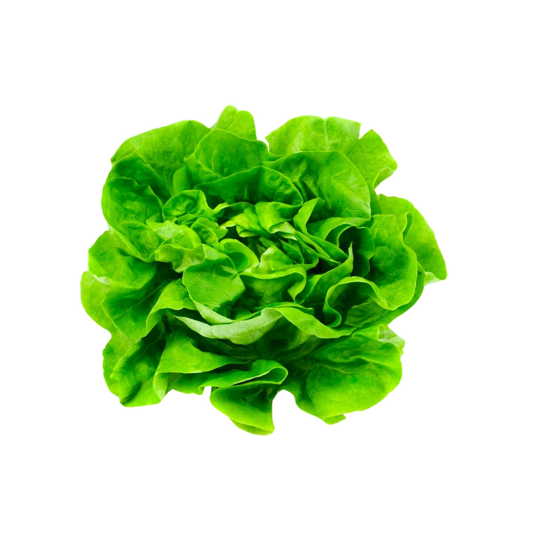 Lechuga Korby