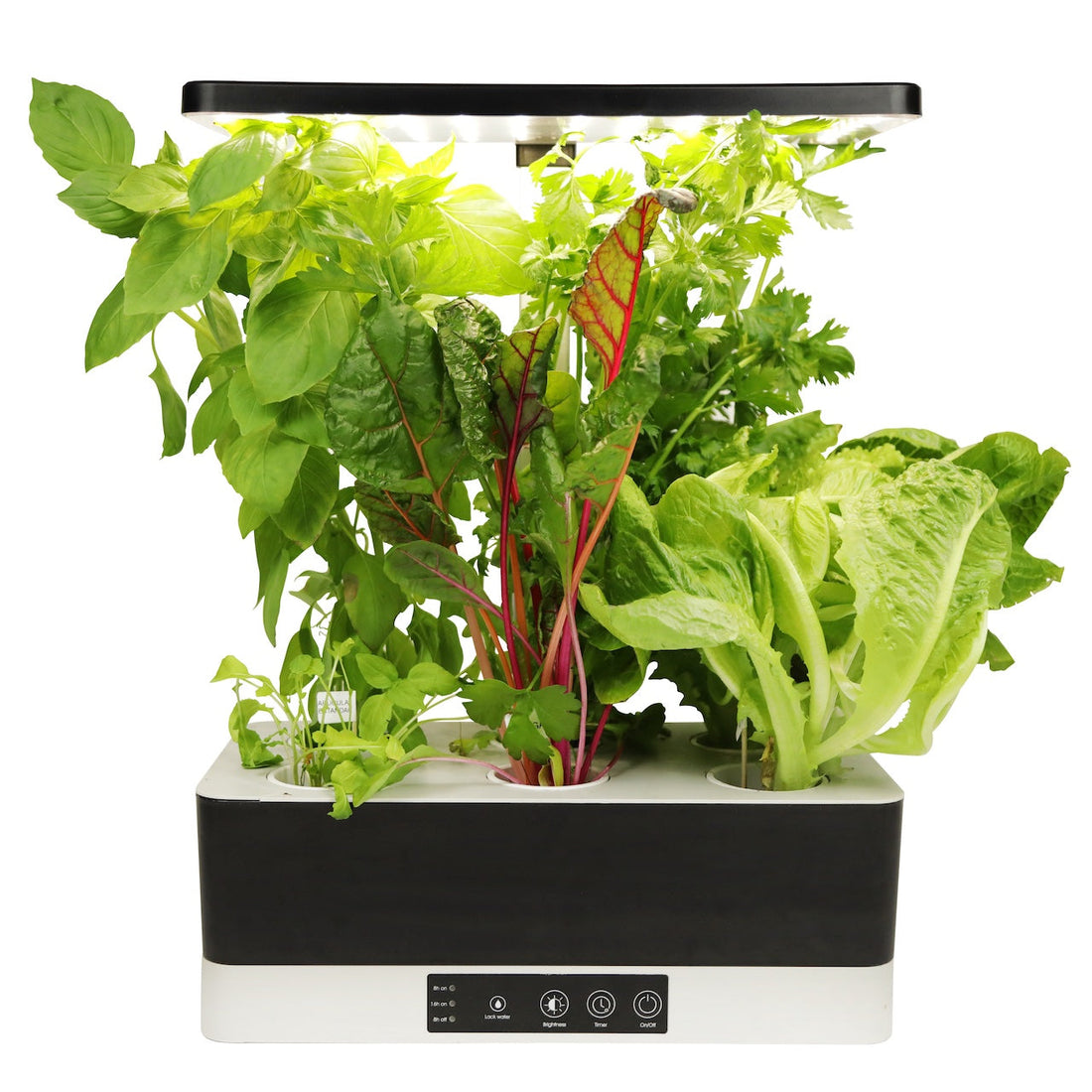 Renta de Nano Grou para evento