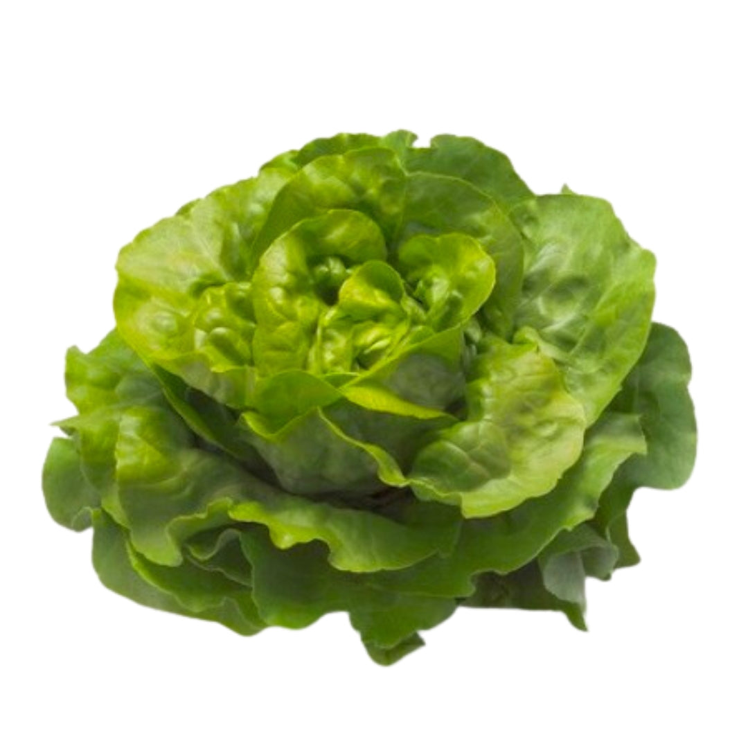 Lechuga Nadine