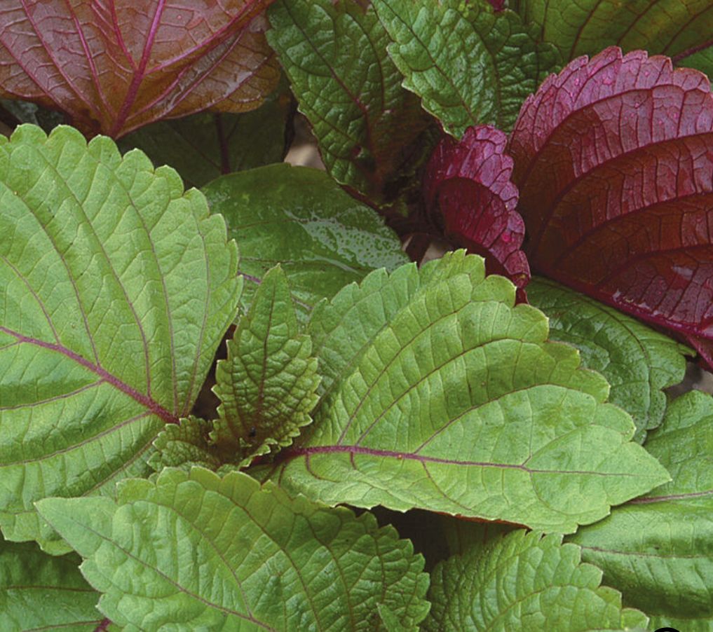 Shiso
