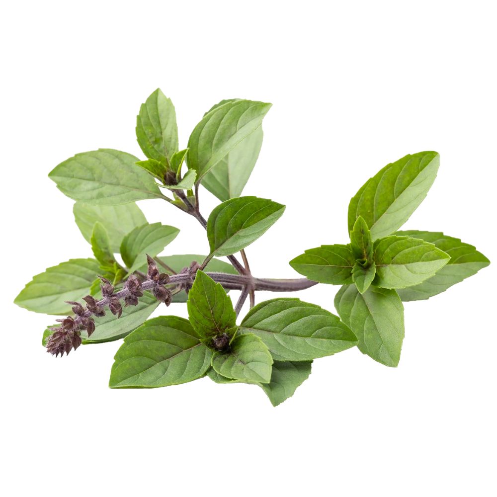 Albahaca chocolate