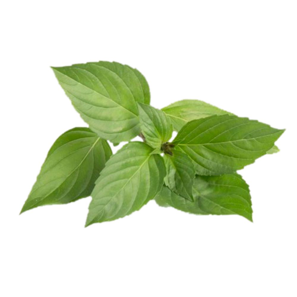 Albahaca limón
