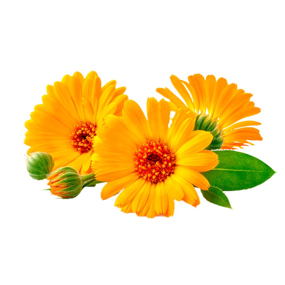 Calendula