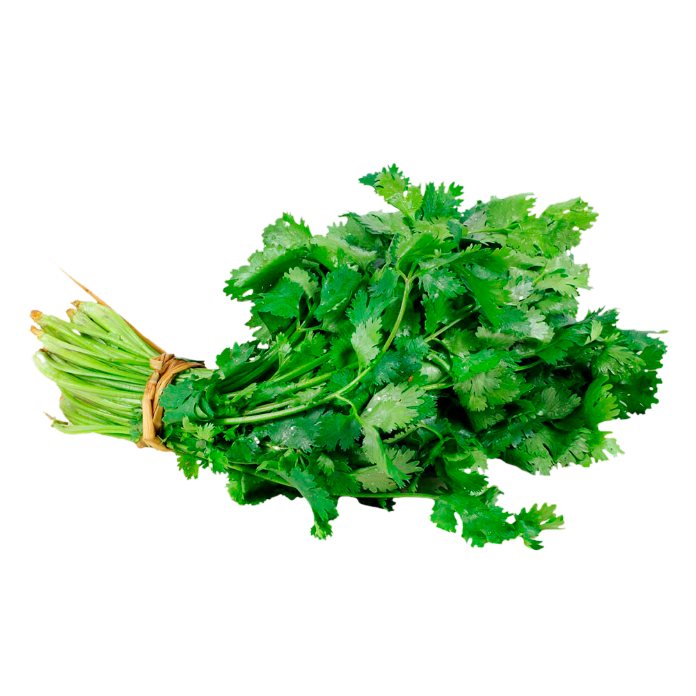 Cilantro