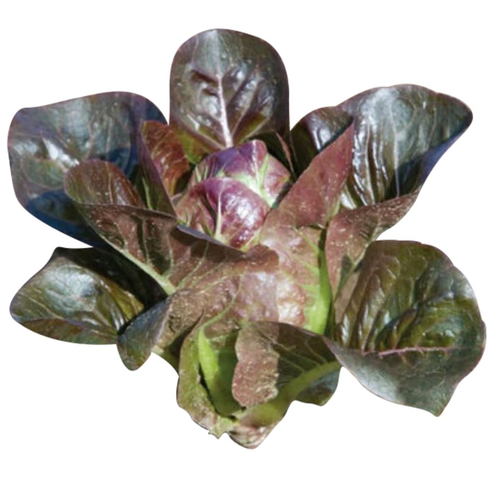 Lechuga breen lisa