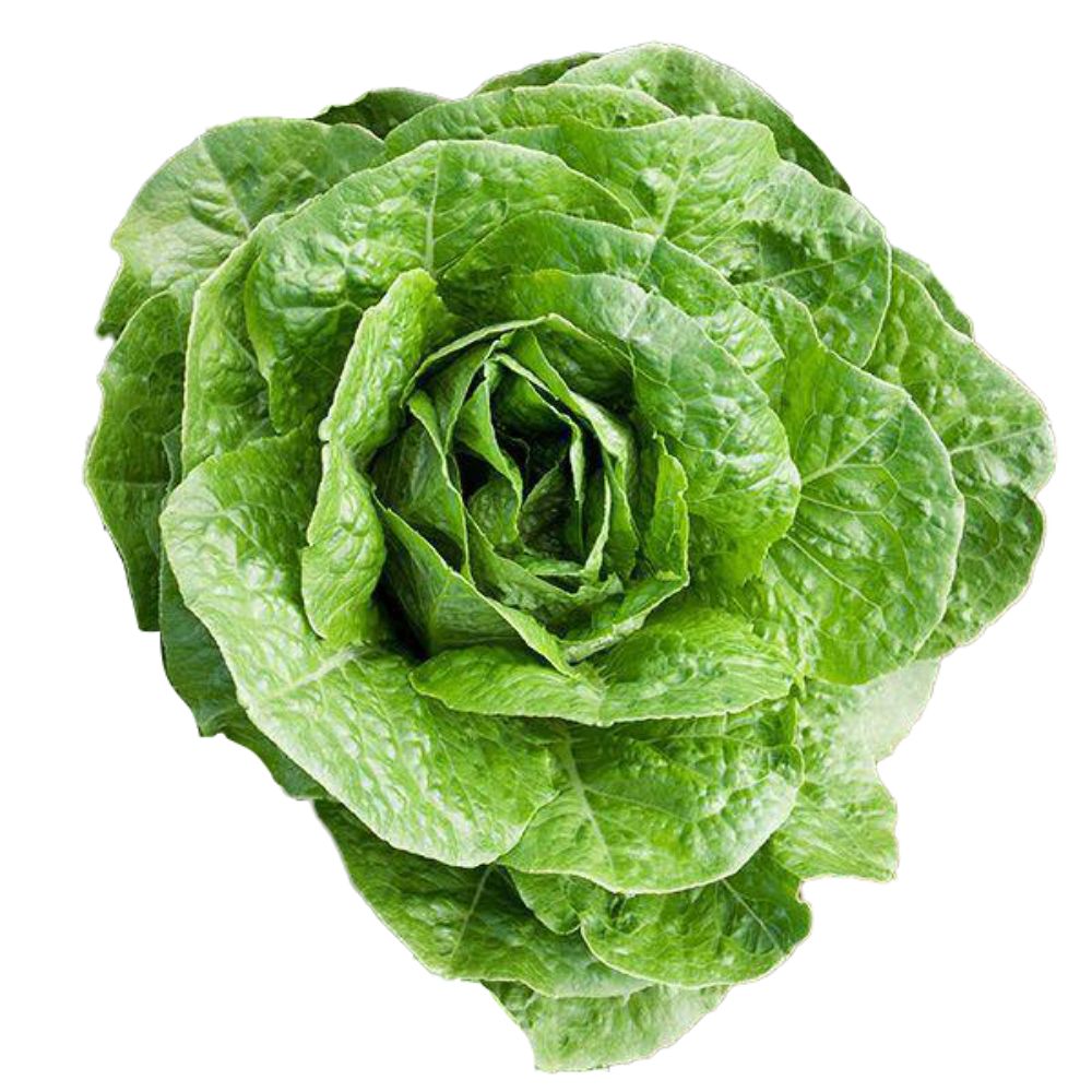 Lechuga parris