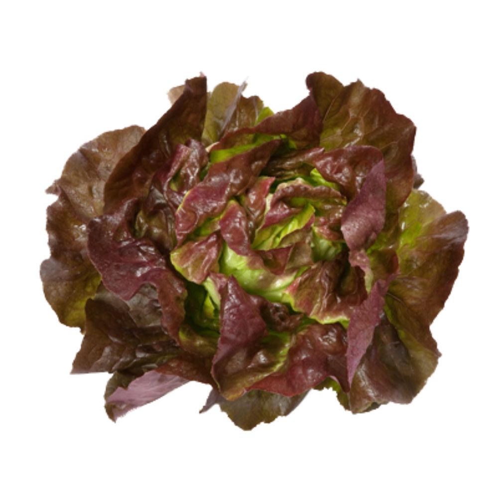 Lechuga skyphos