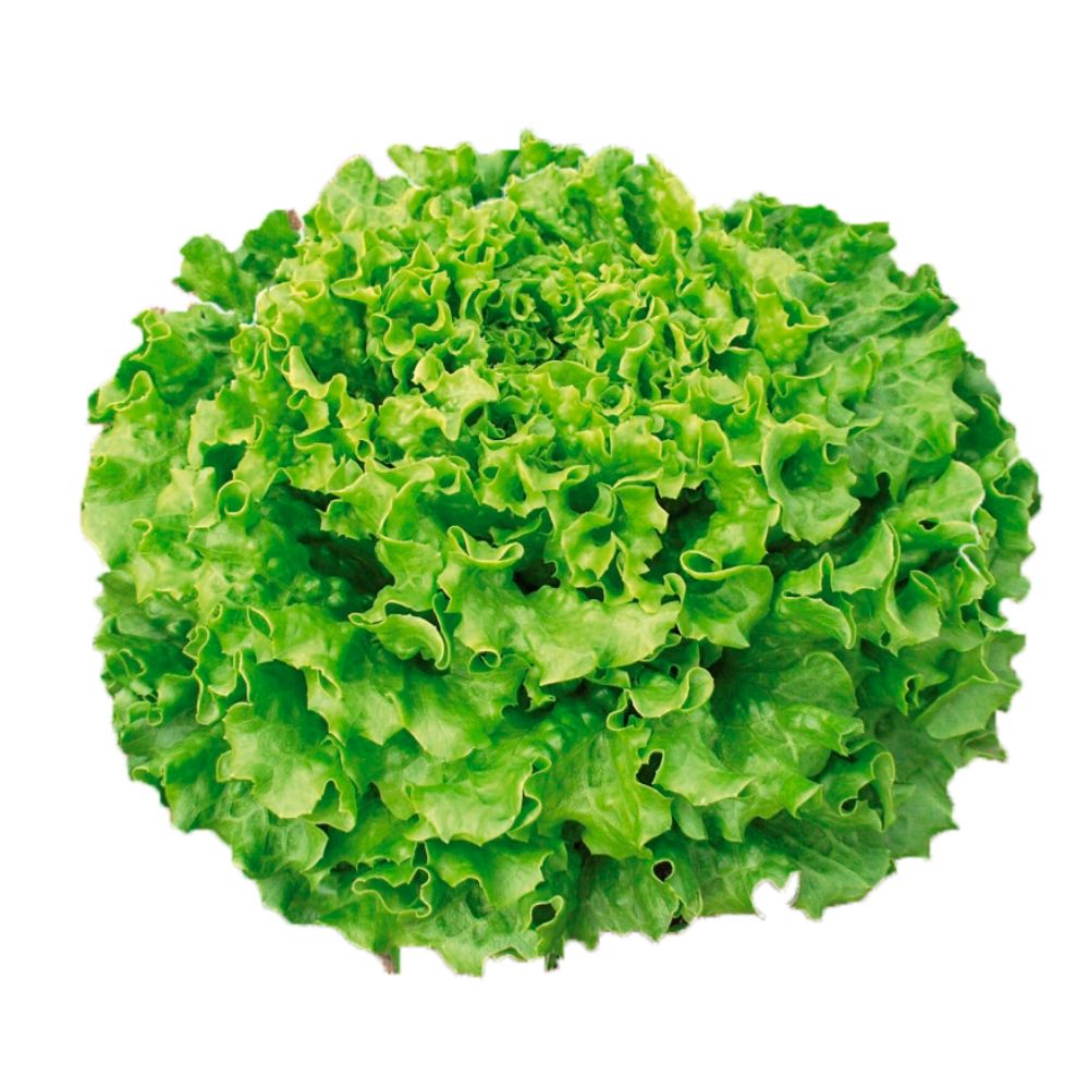 Lechuga muir