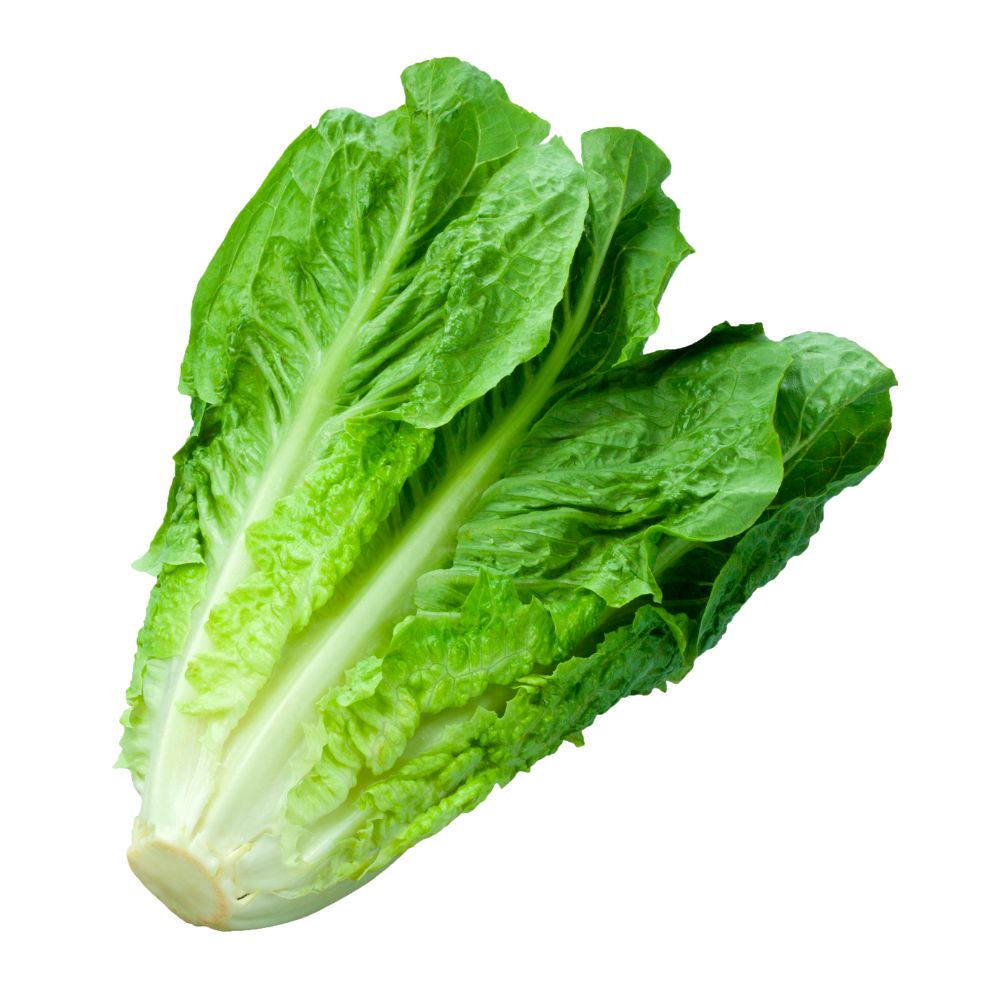 Lechuga orejona