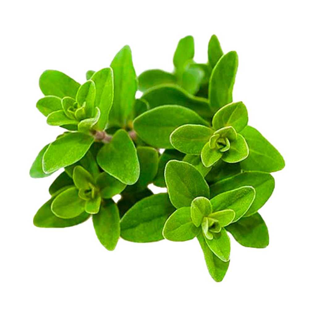 Mejorana