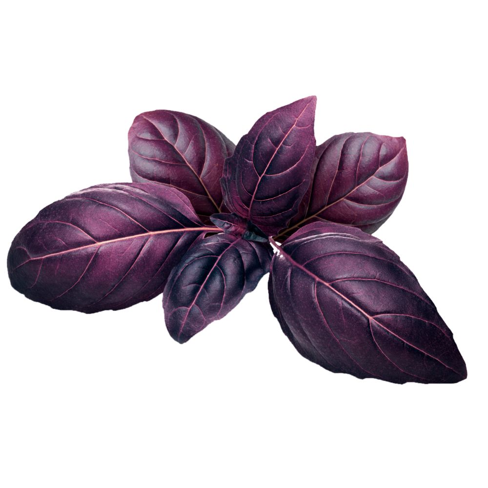 Albahaca genovesa morada