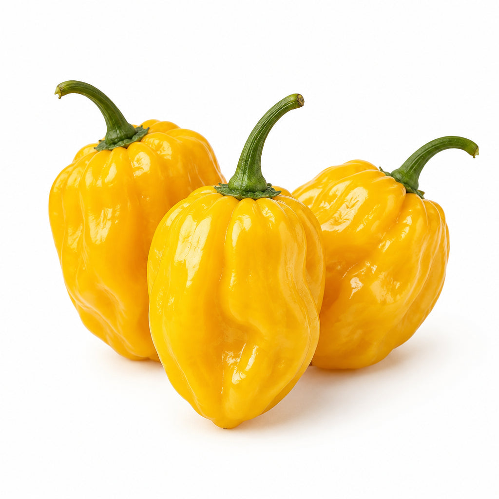 Chile habanero amarillo
