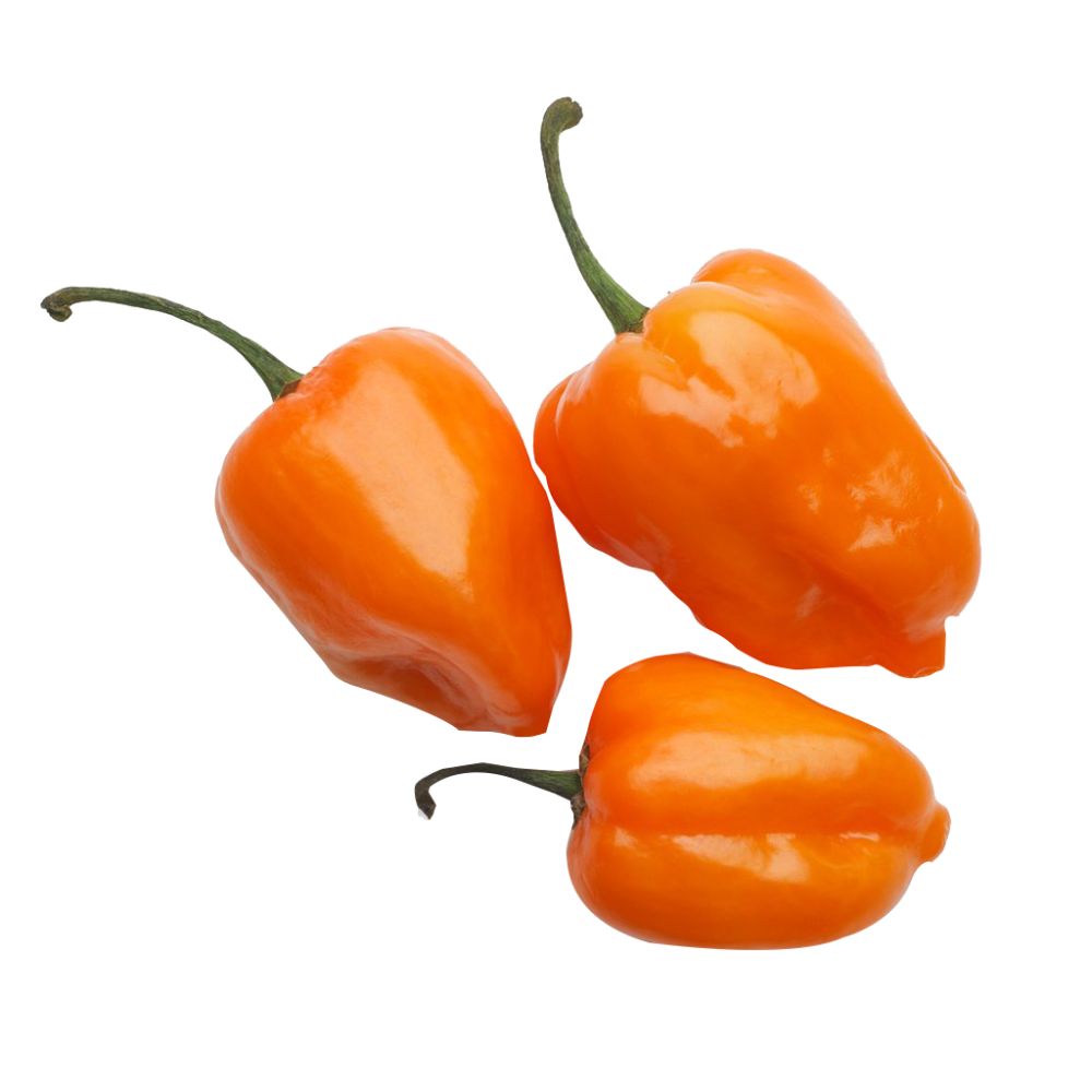 Chile habanero amarillo