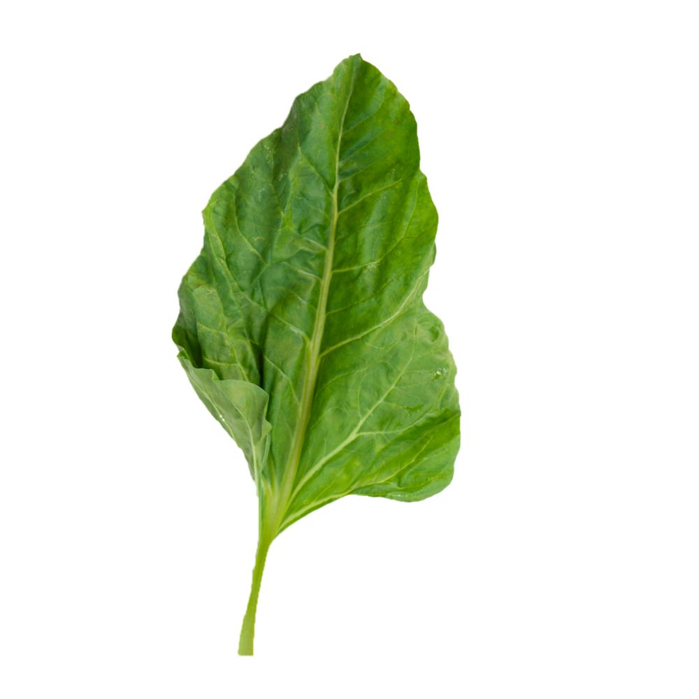 Acelga