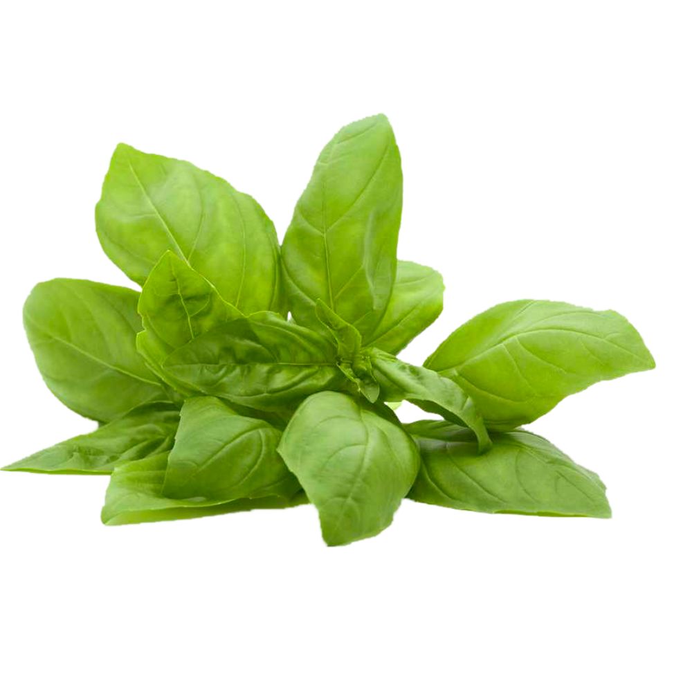 Albahaca genovesa
