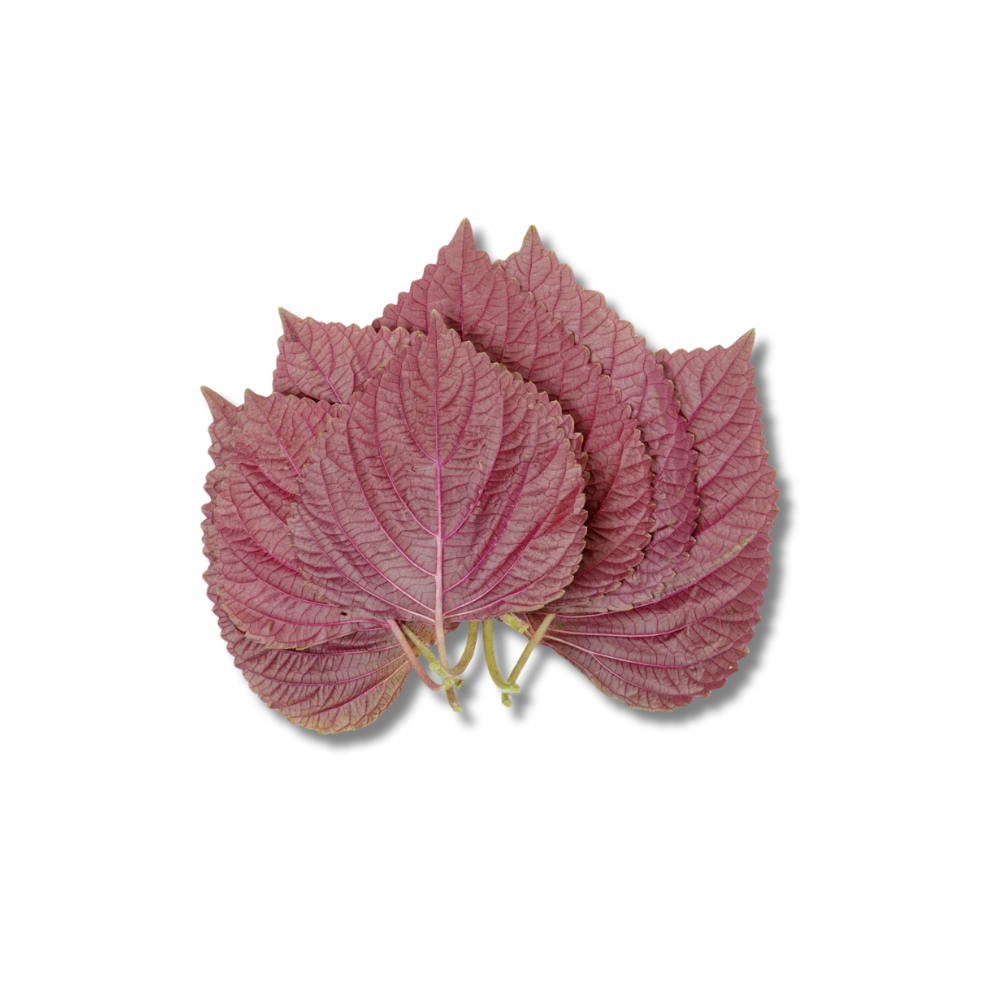 Shiso Rojo