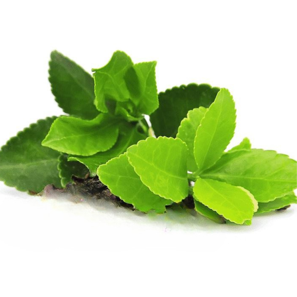 Menta Té Negro
