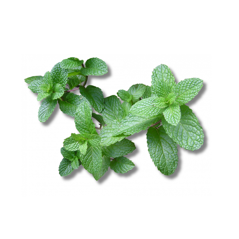 Menta Verde de Monte