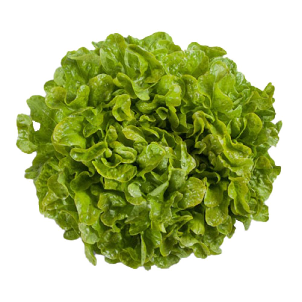 Lechuga hoja de roble
