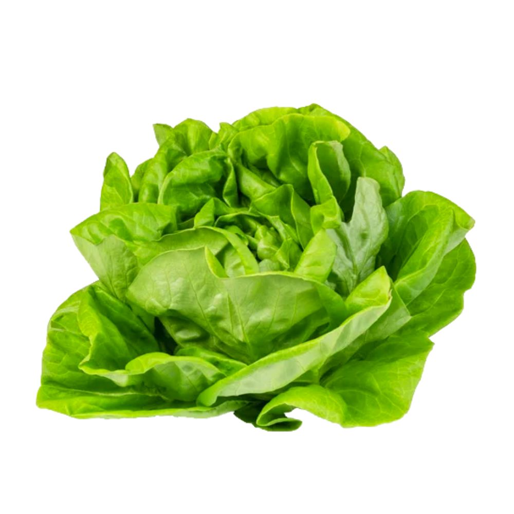 Lechuga óptima