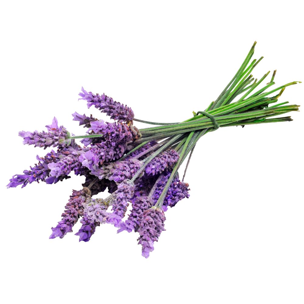 Lavanda